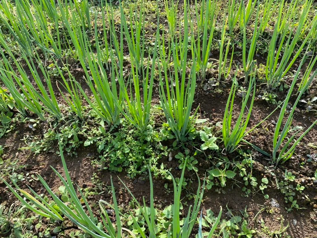 長ネギ
かなやまの里-農園