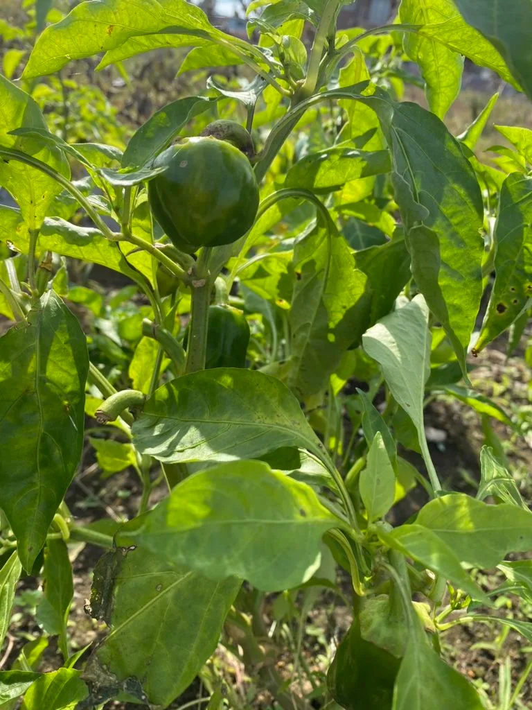 ピーマン かなやまの里-農園