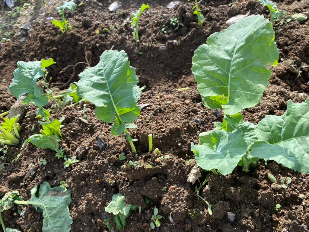 かきな かなやまの里-農園