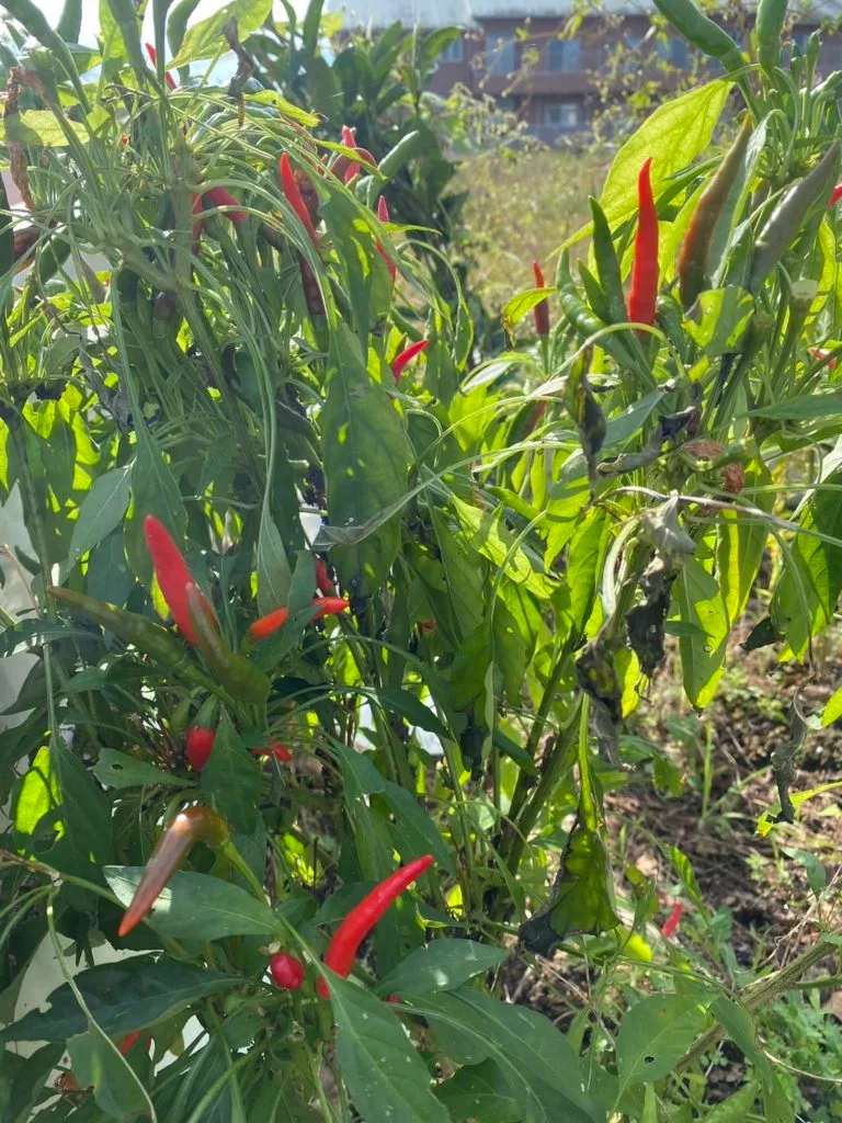 唐辛子 かなやまの里-農園