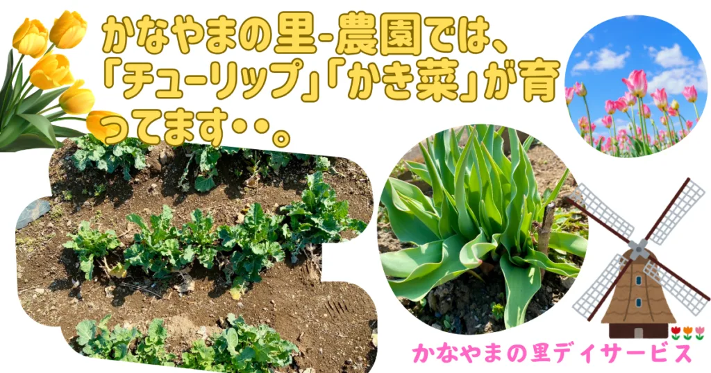 かき菜 かなやまの里