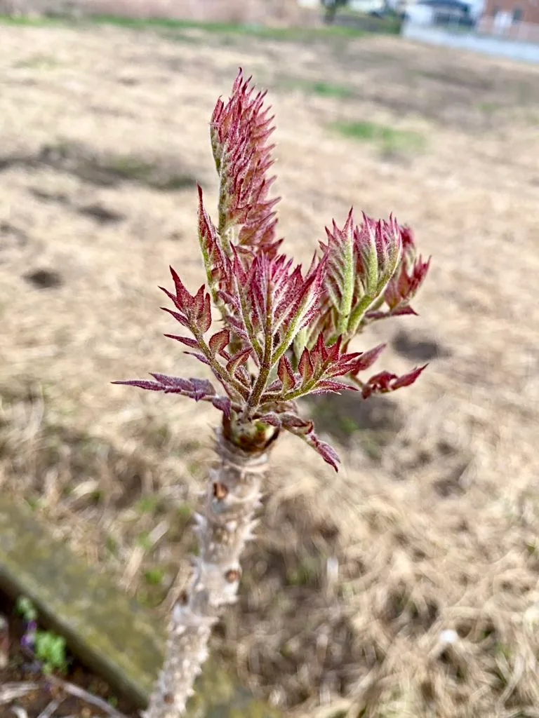 タラの芽
かなやまの里デイサービス