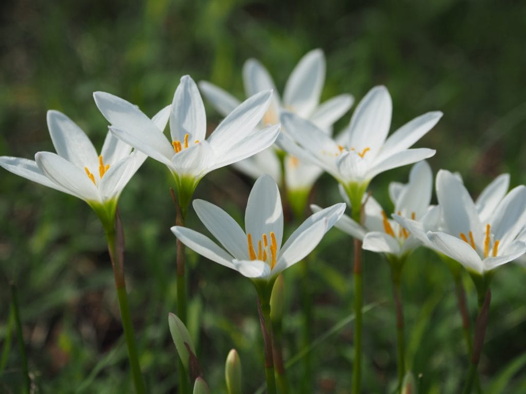 玉簾 たますだれ