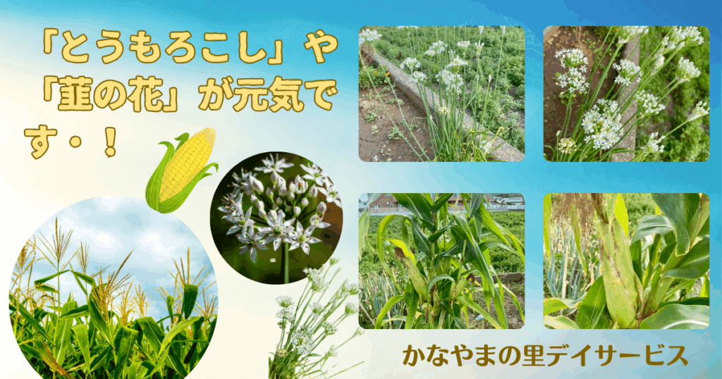 とうもろこしと韮の花