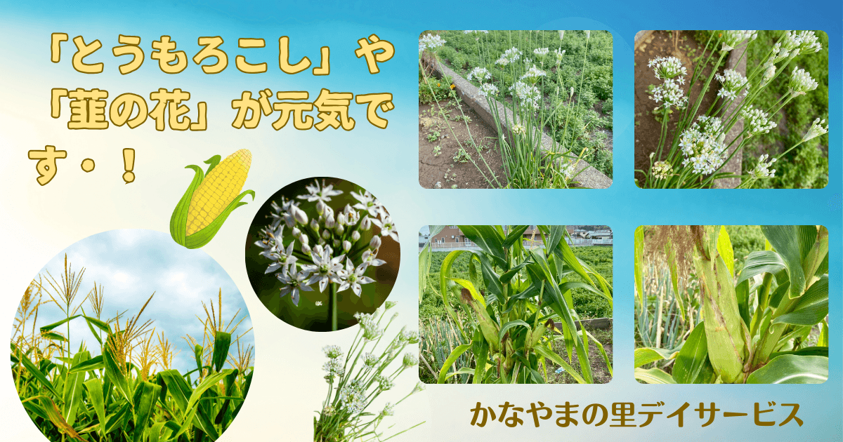 とうもろこしと韮の花