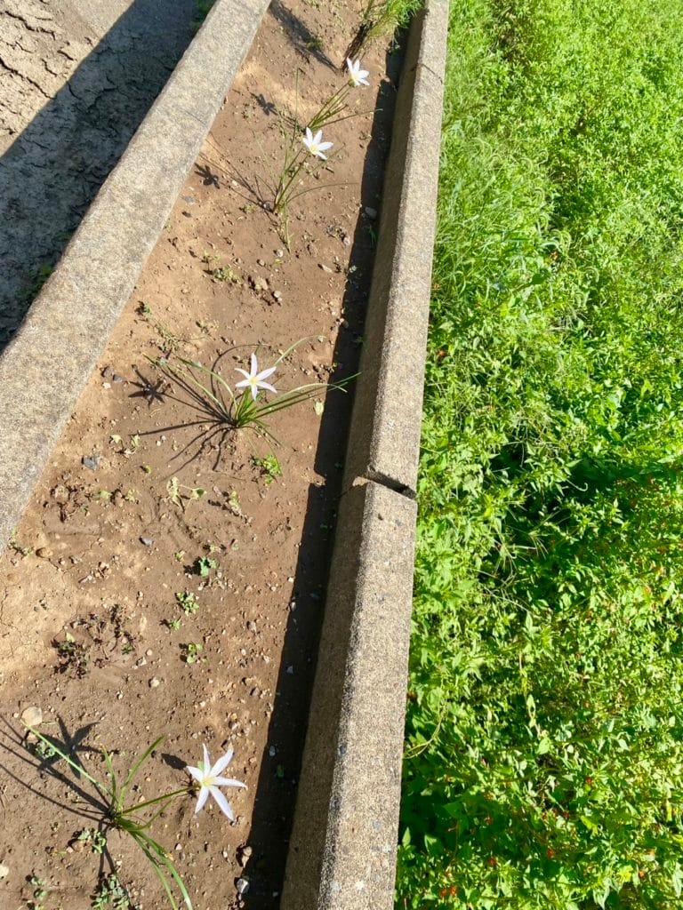 玉簾 たますだれ