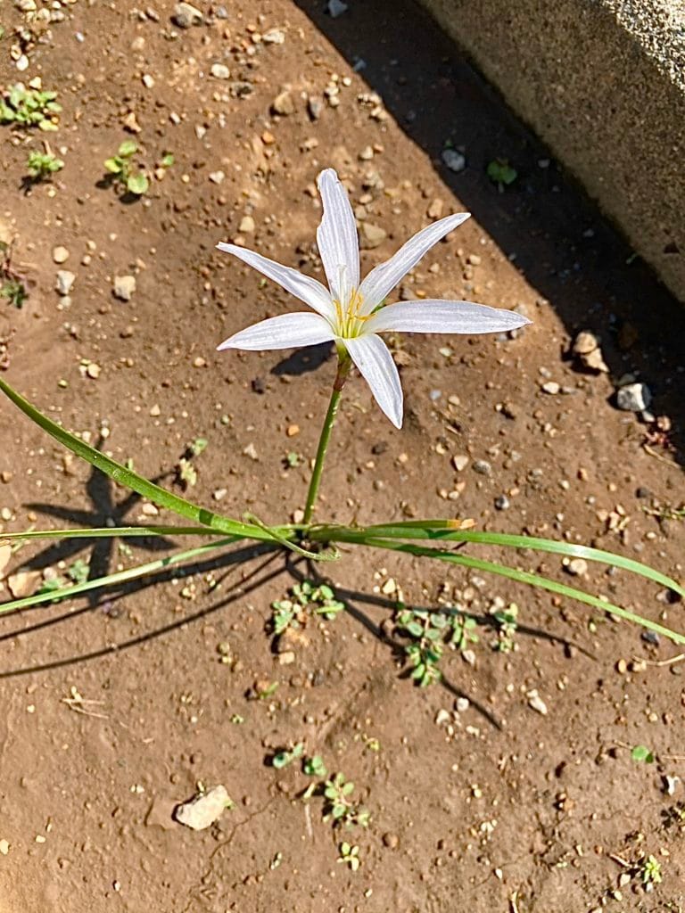 玉簾 たますだれ