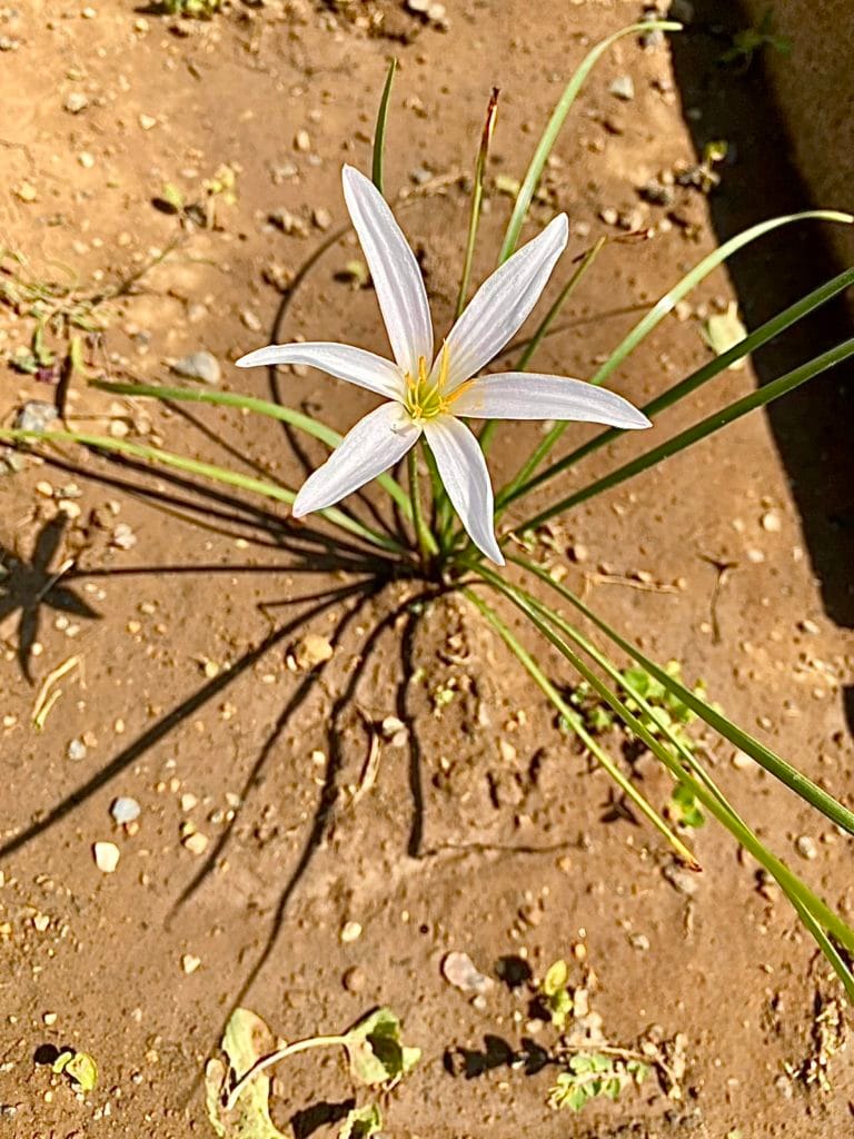 玉簾 たますだれ