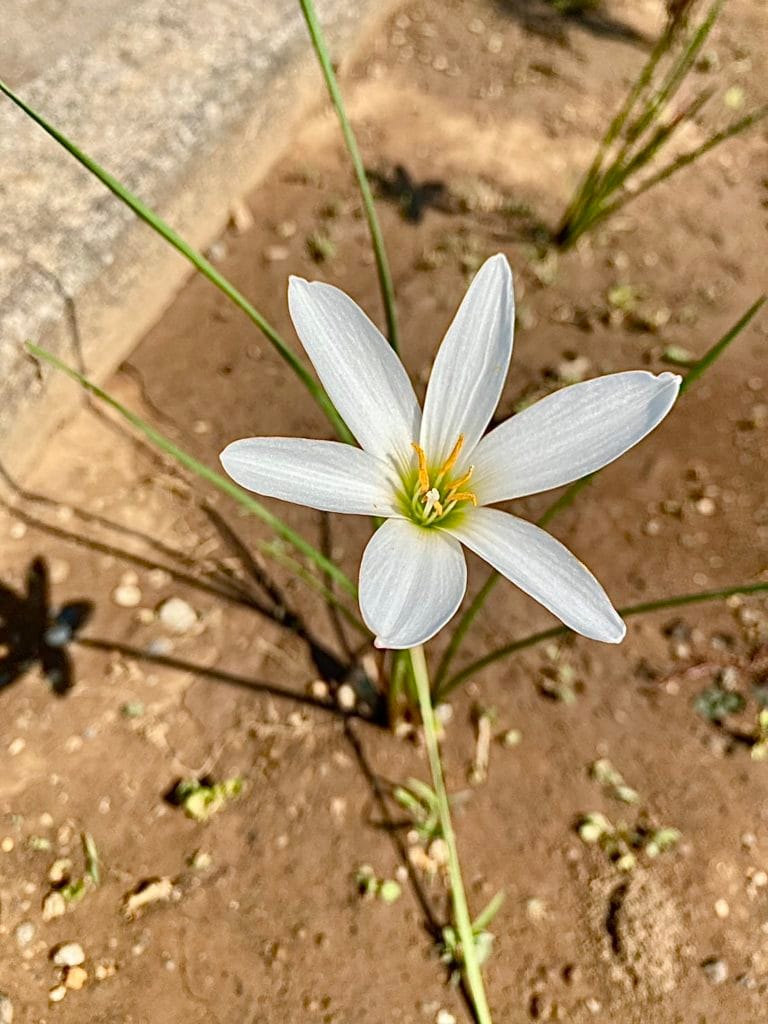 玉簾 たますだれ