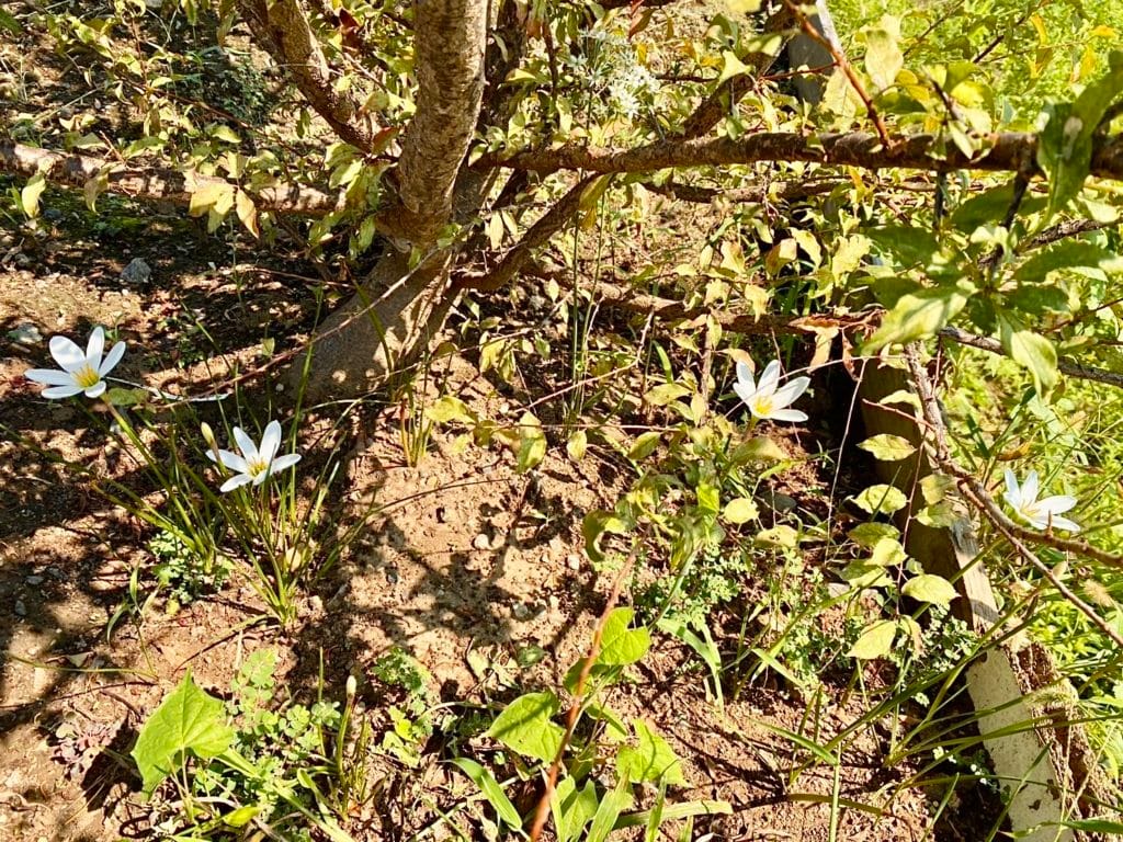 玉簾 たますだれ