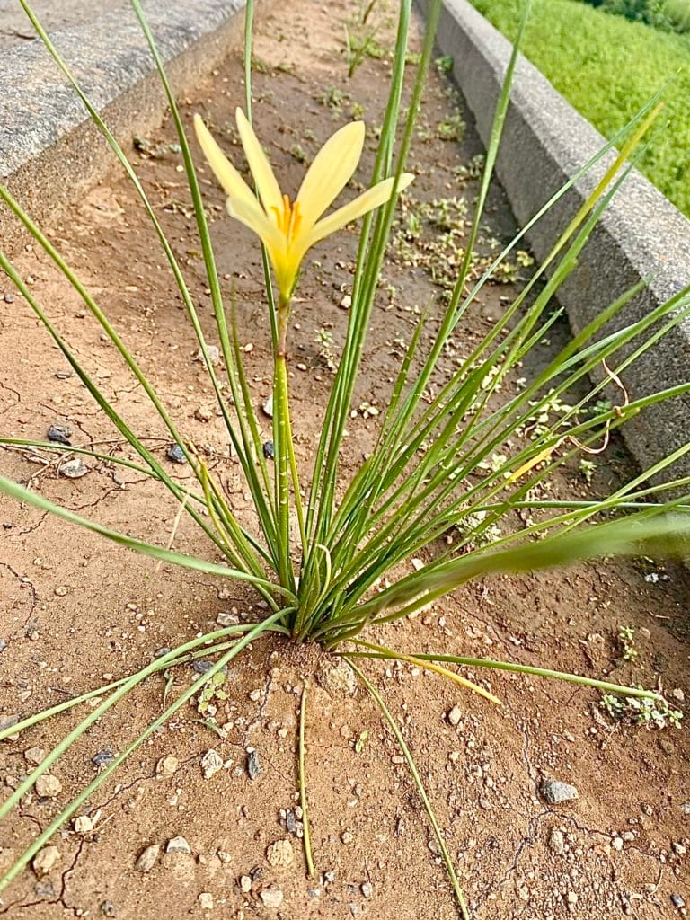 玉簾 たますだれ