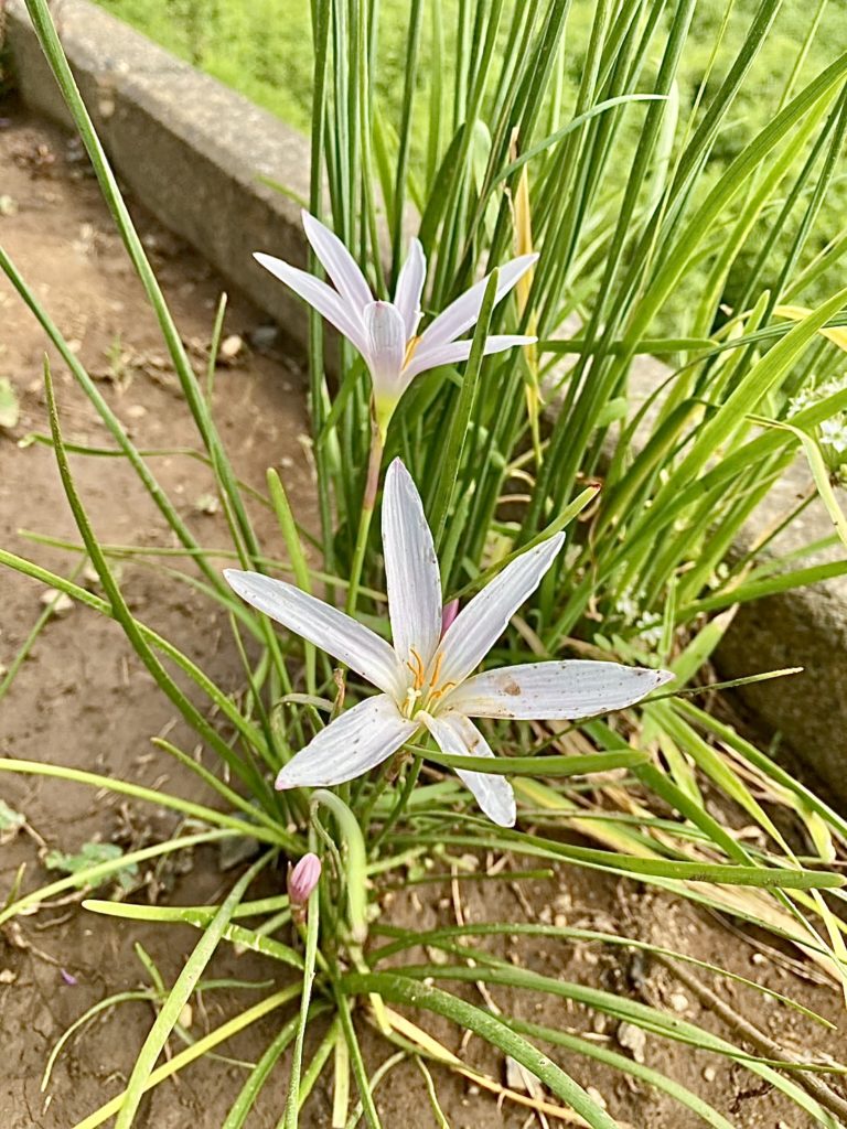 玉簾 たますだれ