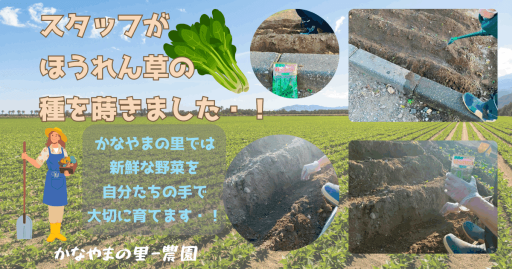 ほうれん草の種まき