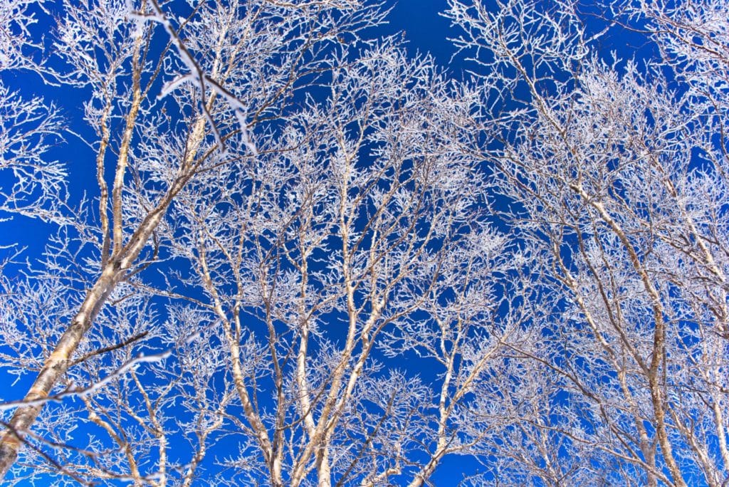 １１月のお習字テーマ