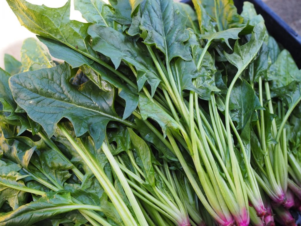 ほうれん草の種まき