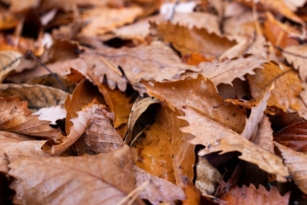１１月のお習字テーマ