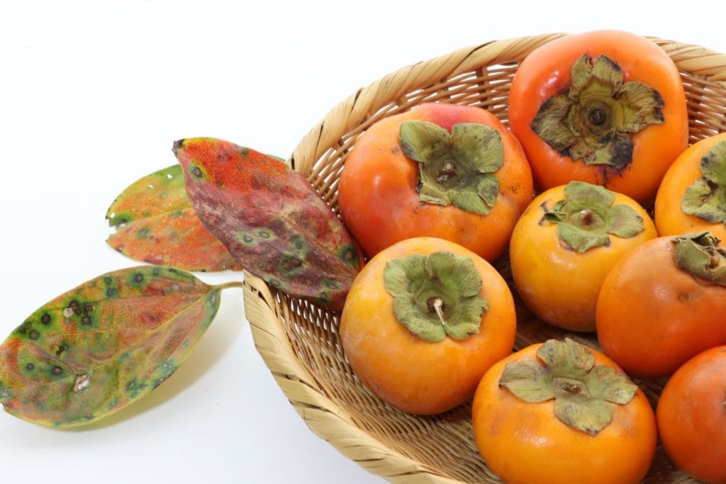 本日のご飯です