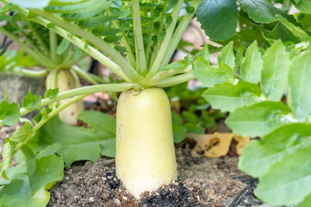 １１月のお習字テーマ