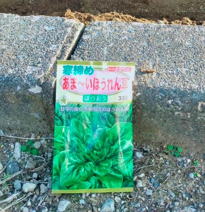 ほうれん草の種まき