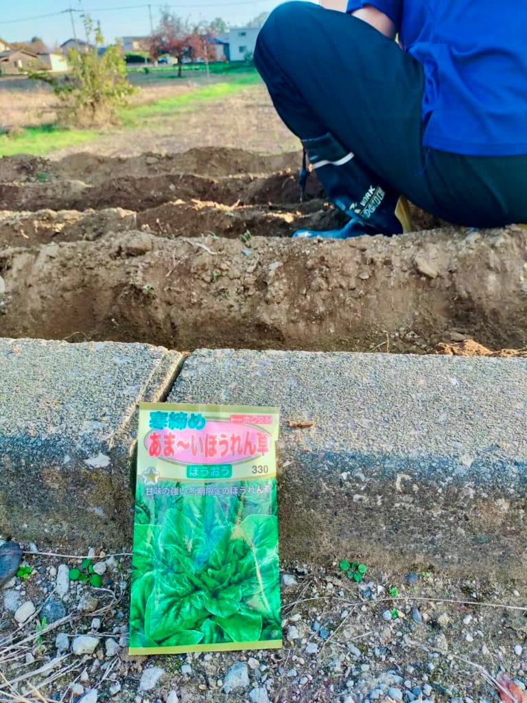 ほうれん草の種まき