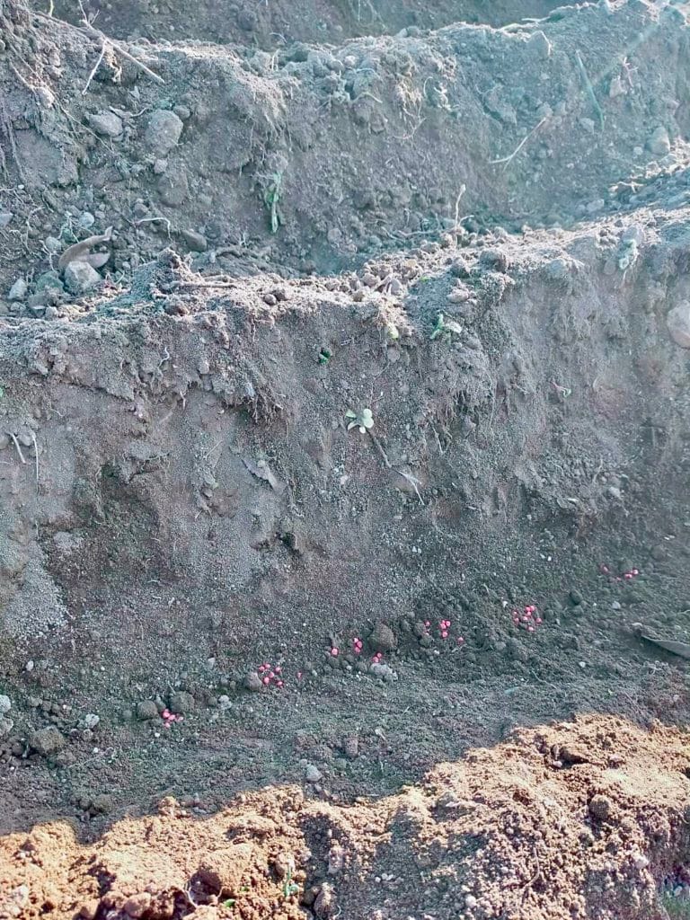 ほうれん草の種まき