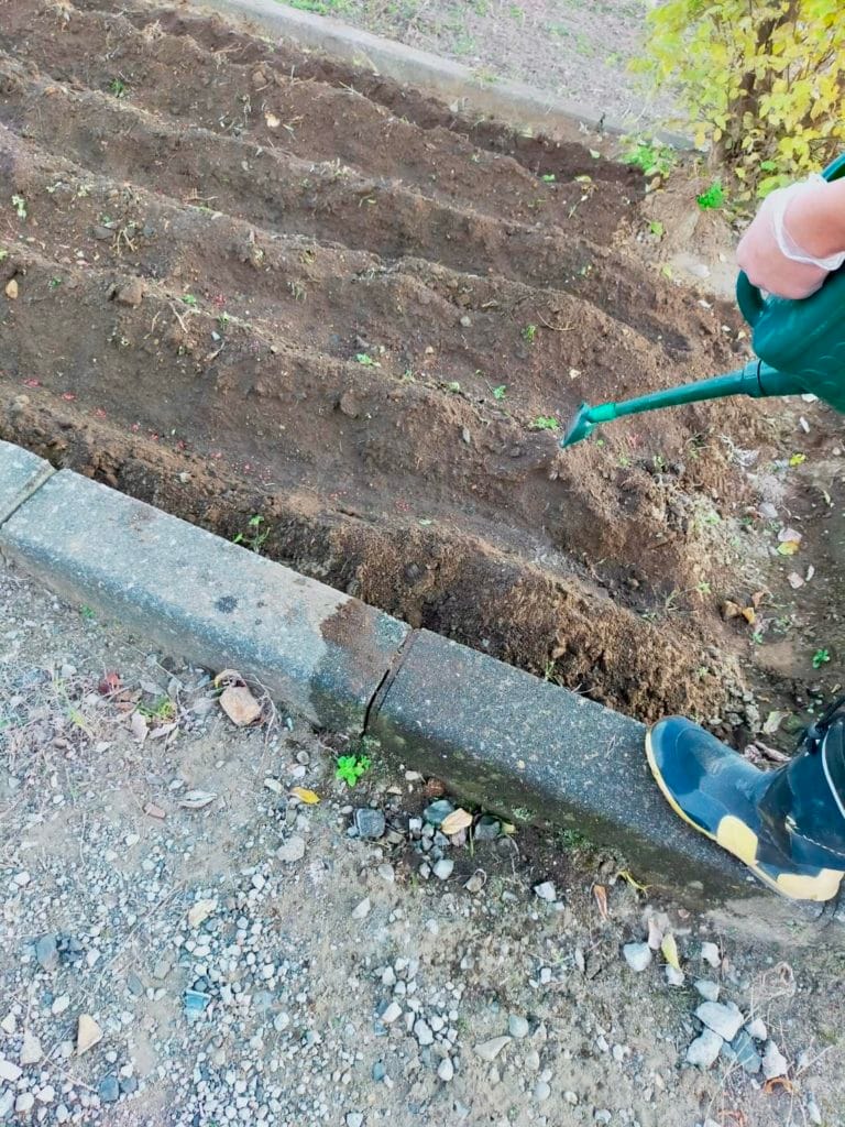 ほうれん草の種まき