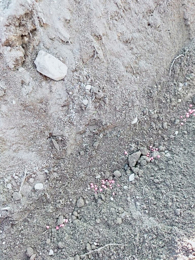 ほうれん草の種まき