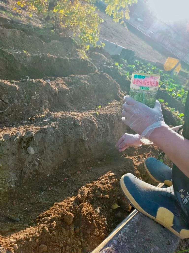 ほうれん草の種まき