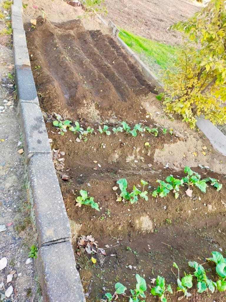 ほうれん草の種まき