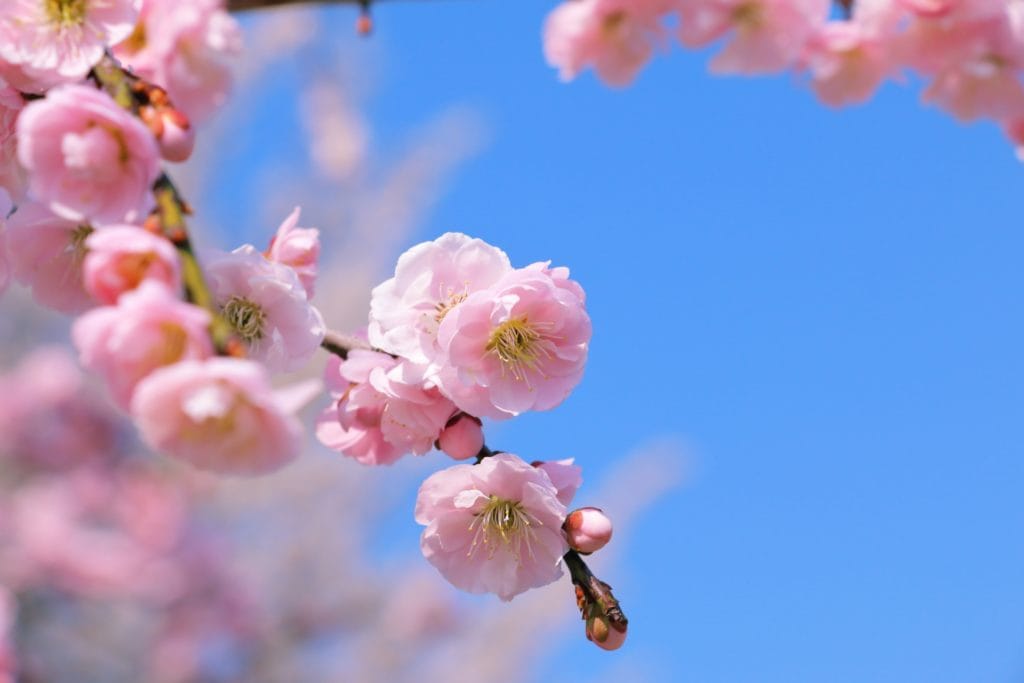 梅の花